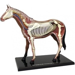 3D пазлы 4D Master Horse Anatomy Model 26101