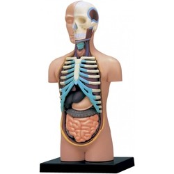 3D пазл 4D Master Human Torso Anatomy Model 26051