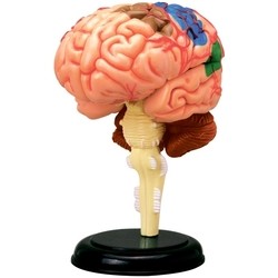 3D пазл 4D Master Human Brain Anatomy Model 26056