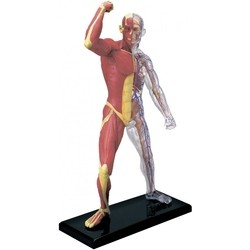 3D пазл 4D Master Muscle and Skeleton Anatomy Model 26058