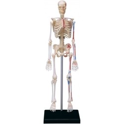 3D пазл 4D Master Human Skeleton Model 26059