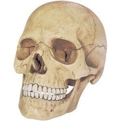3D пазл 4D Master Exploded Skull Model 26086