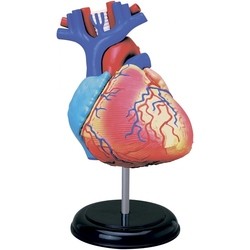 3D пазлы 4D Master Heart Anatomy Model 26052