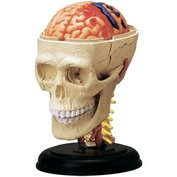 3D пазл 4D Master Cranial Nerve Skull 26053