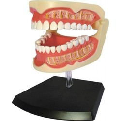 3D пазлы 4D Master Adult Dentures 626015